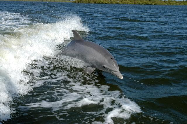 NASA image: KENNEDY SPACE CENTER, FLA. - A dolphin surfs the wake of a research boat on the Banana River.