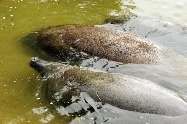 NASA image: Manatees at the KSC Wildlife Refuge