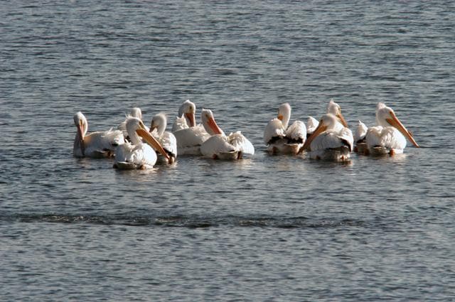 NASA image: KSC Wildlife