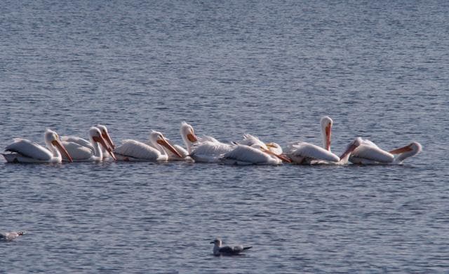 NASA image: KSC Wildlife