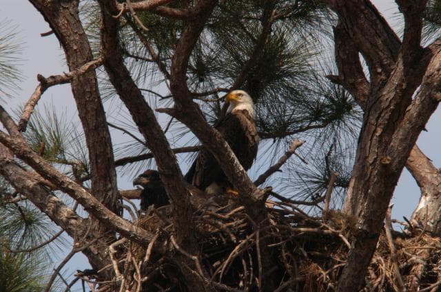 Wildlife - Bald Eagle