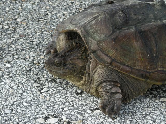 NASA image: Florida snapping turtle