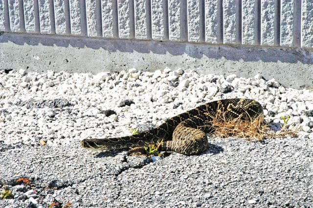 NASA image: Eastern diamondback rattlesnake