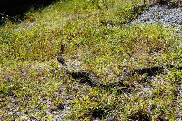 NASA image: Eastern diamondback rattlesnake