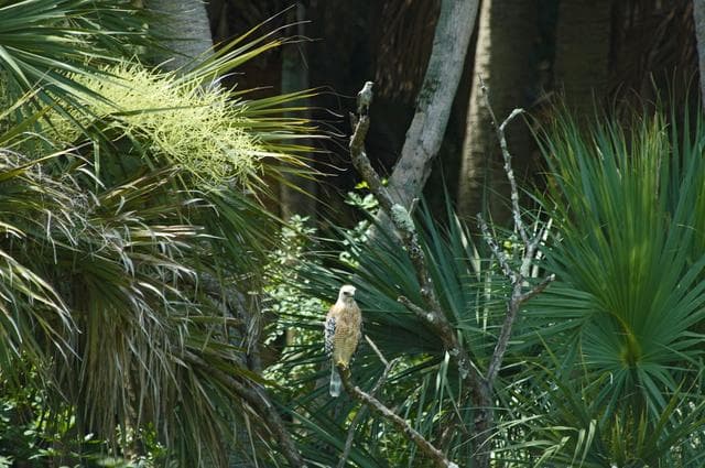 NASA image: KSC-08pd2101