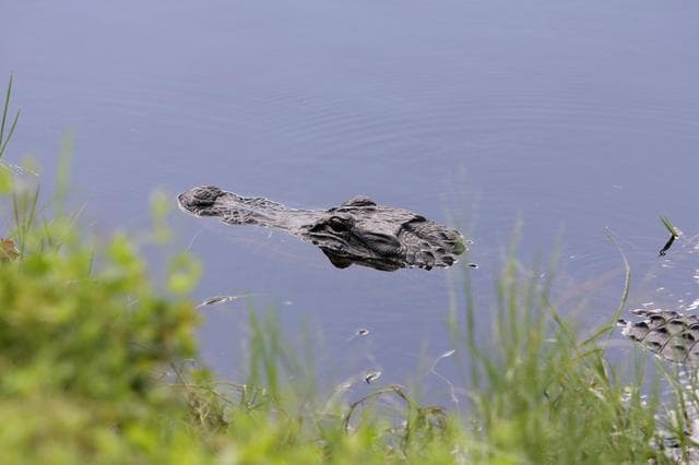 NASA image: KSC-08pd3159