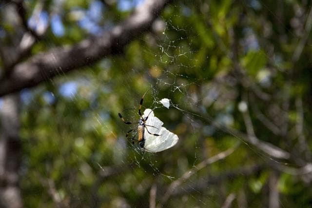 NASA image: KSC-2011-5444