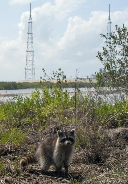 NASA image: KSC-2013-3059