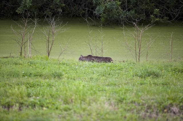 NASA image: Bobcat Walking and Swimming