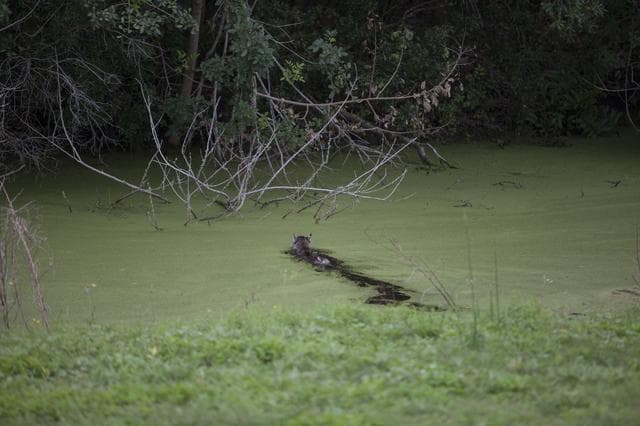 NASA image: Bobcat Walking and Swimming