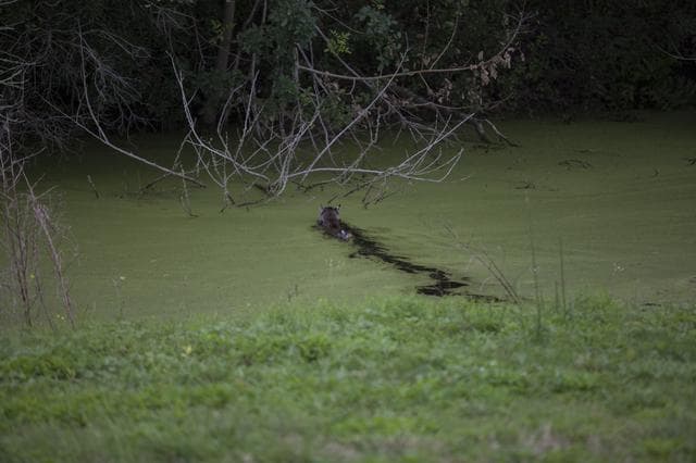 NASA image: Bobcat Walking and Swimming