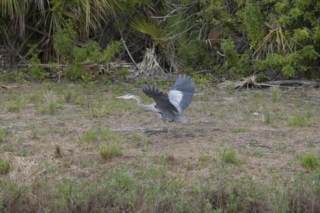 NASA image: Various Wildlife Around Schwartz Rd.