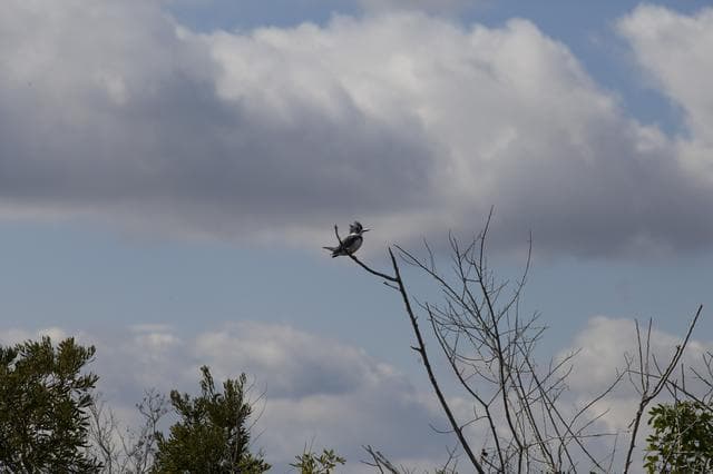 NASA image: Various Wildlife Around Schwartz Rd.