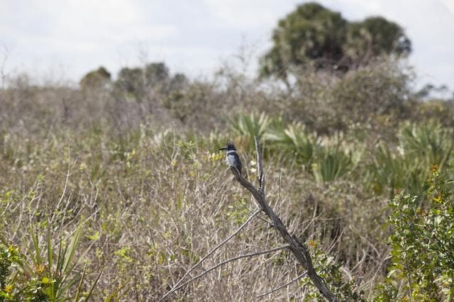 NASA image: Various Wildlife Around Schwartz Rd.