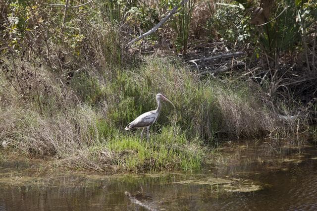 NASA image: Various Wildlife Around Schwartz Rd.