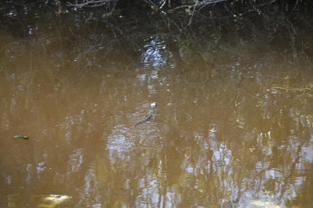 NASA image: Various Wildlife Around Schwartz Rd.