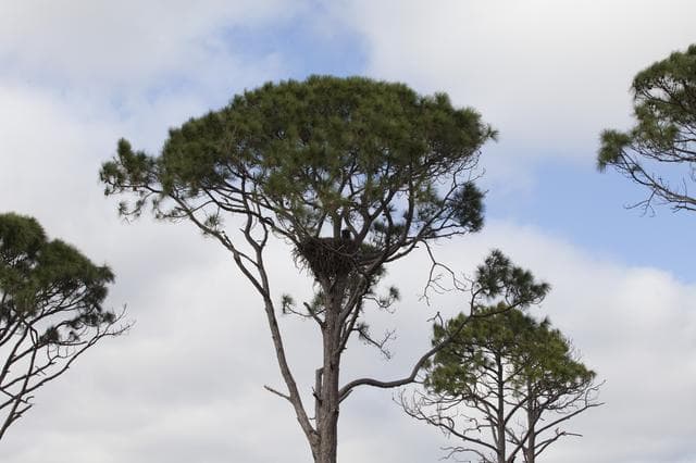 NASA image: KSC Eagle's Nest
