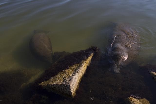 NASA image: Manatees near the NASA Causeway Bridge