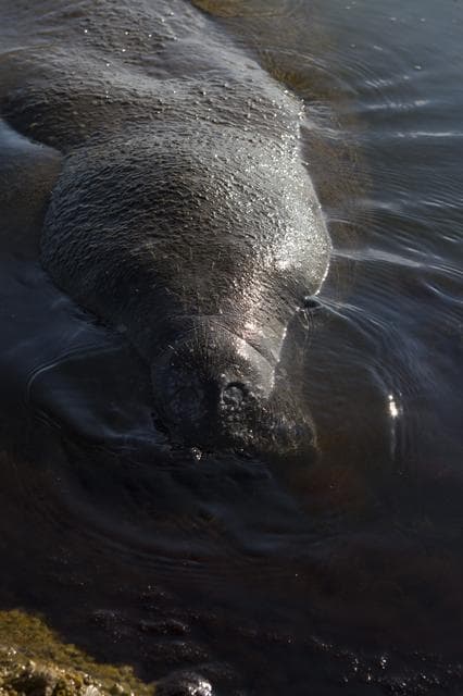 NASA image: Manatees near the NASA Causeway Bridge