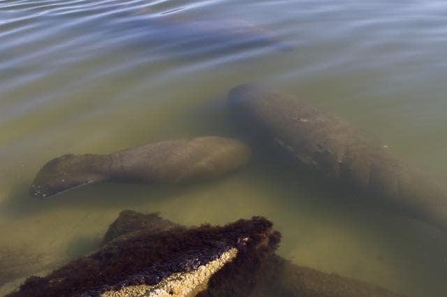 NASA image: Manatees near the NASA Causeway Bridge