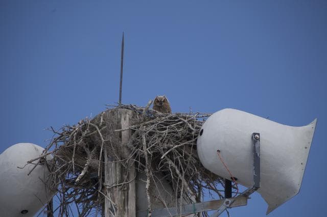 NASA image: Owl Nest behind TV Building