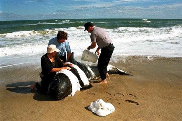 NASA image: KSC-98pc180