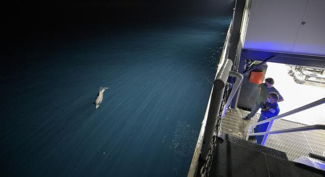 NASA image: NASA’s SpaceX Crew-1 Pre-Splashdown