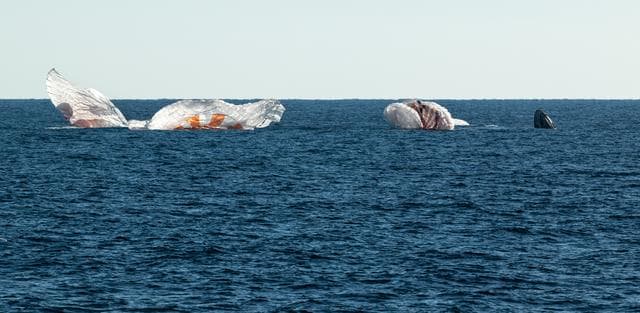 NASA image: NASA’s SpaceX Crew-4 Splashdown