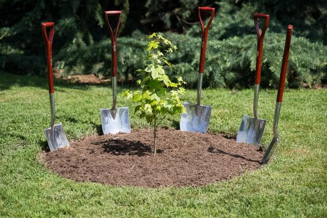 NASA image: Artemis II Astronauts Participate in Moon Tree Dedication Ceremo