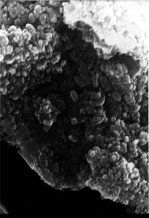 NASA image: Mars Life? - Microscopic Egg-shaped Structures