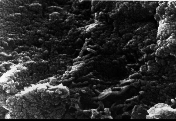NASA image: Mars Life? - Microscopic Tubular Structures