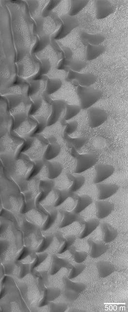 NASA image: Sharks