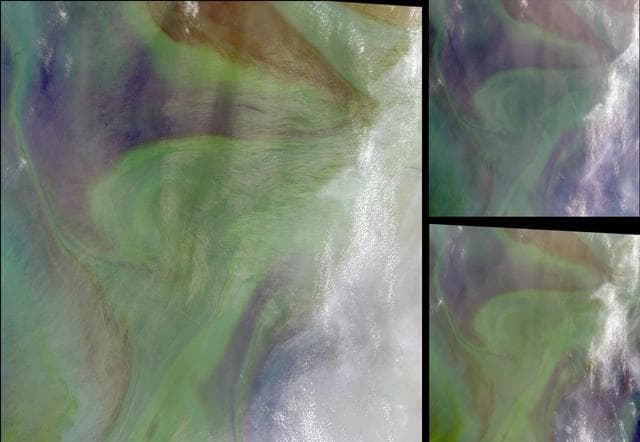 NASA image: Red Plankton in the Arabian Sea