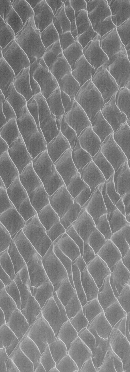 NASA image: North Polar Dunes
