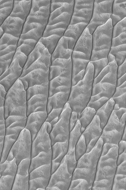 NASA image: Frosty Dune Field