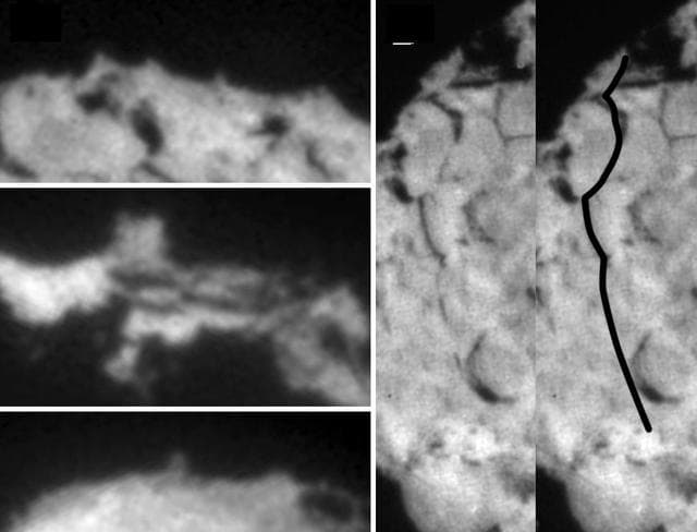 NASA image: Wild 2 Features