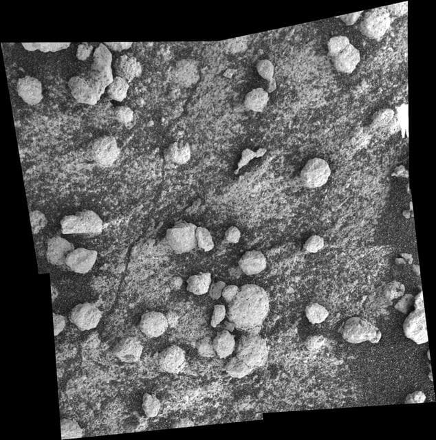 NASA image: Browsing at Bylot