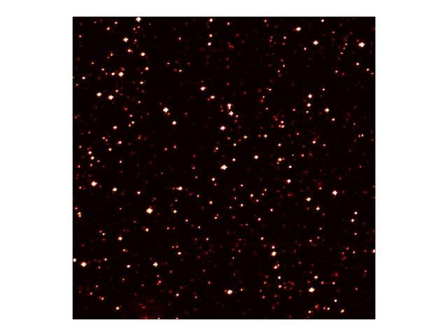 Host to Hot Jupiter