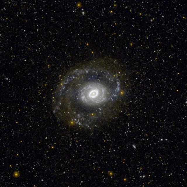 Ultraviolet Ring of Stars