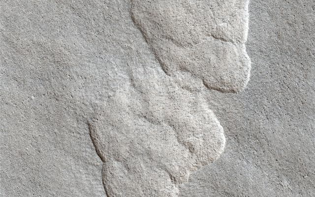 NASA image: Aligned Scallops