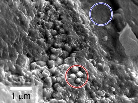 NASA image: Spheroidal Features in Yamato Meteorite From Mars