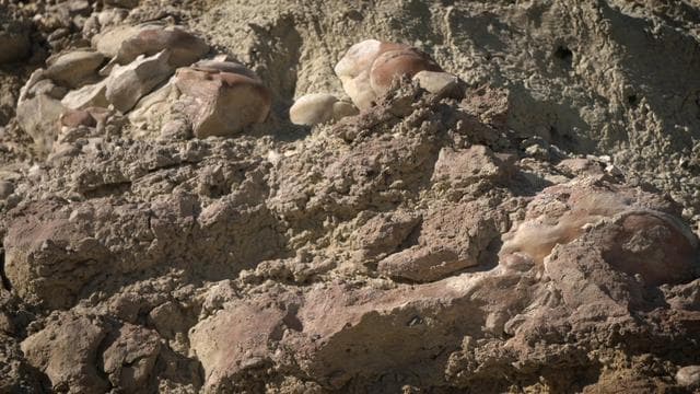 NASA image: Stromatolites in the Nevada Desert