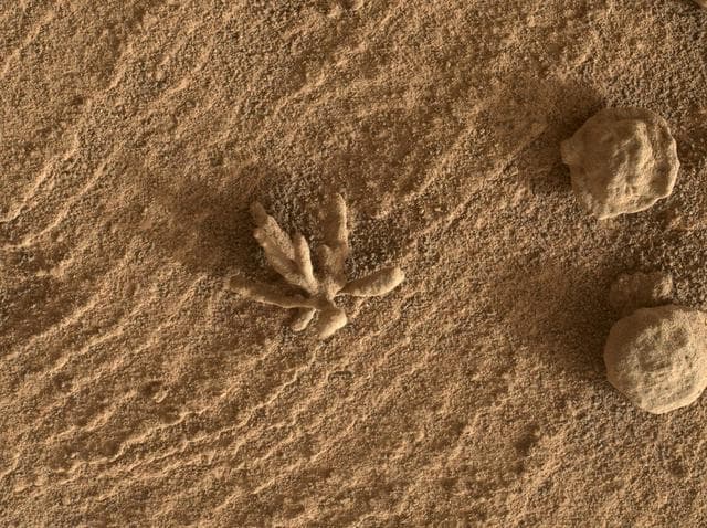 NASA image: Curiosity Finds a Martian Flower