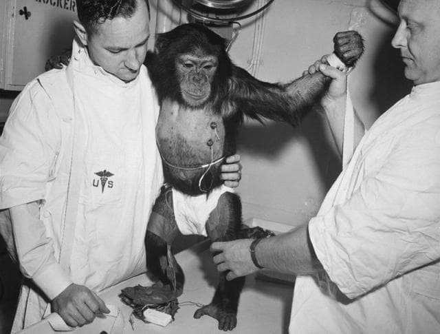 NASA image: Chimpanzee "Ham" - Biosensors - Cape