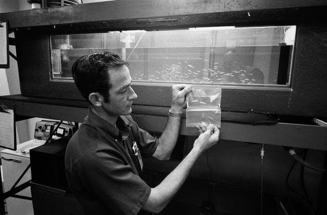 NASA image: PERSONNEL - MINNOWS - SKYLAB (SL)-3 - JSC
