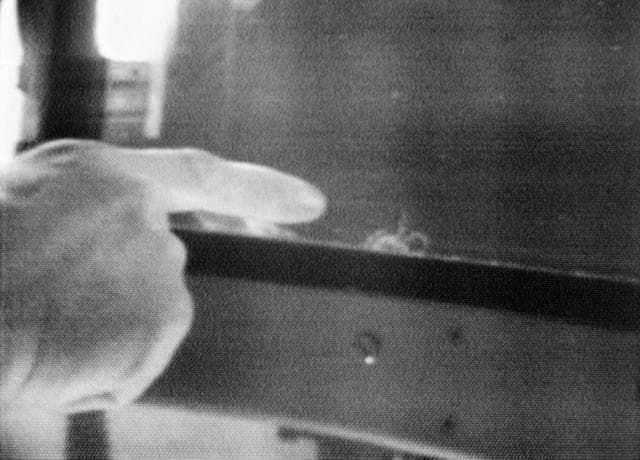 NASA image: Spider Anita - Skylab (SL)