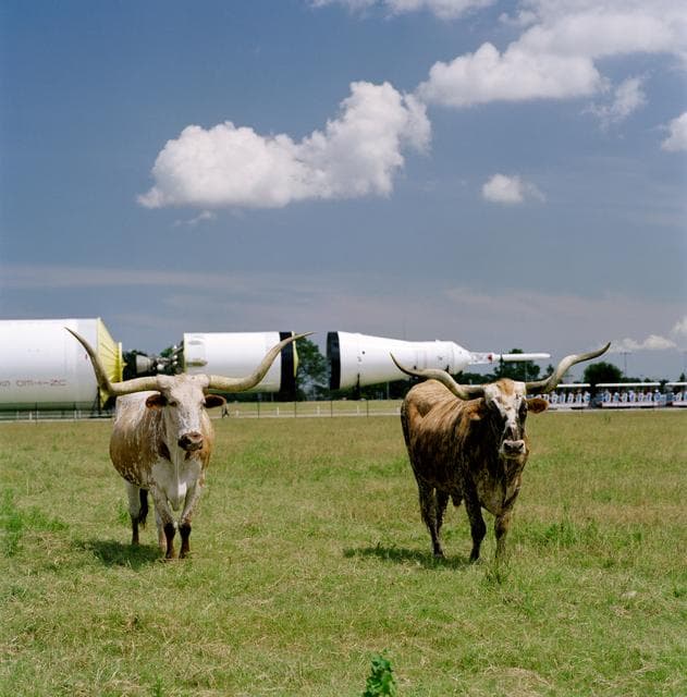 NASA image: Longhorn cattle in front of the Saturn V in Rocket Park