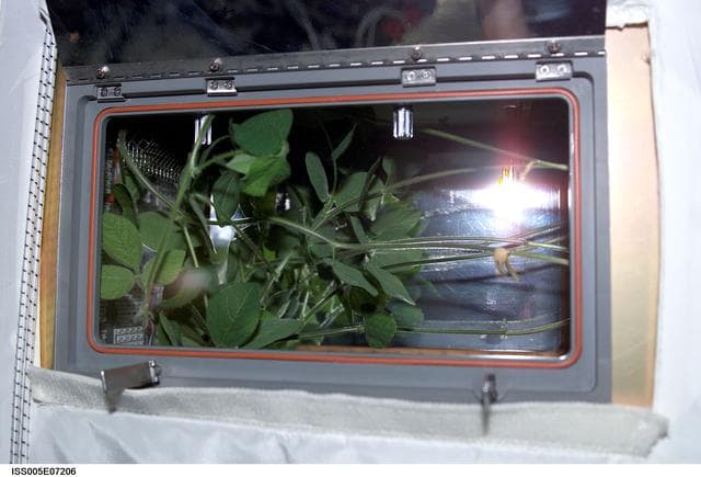 NASA image: ADVASC soybean plant growth experiment in the U.S. Laboratory, Expedition Five
