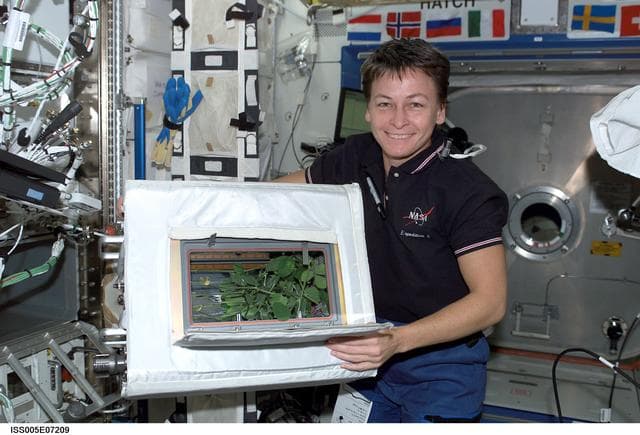 NASA image: Whitson holds the ADVASC Soybean plant growth experiment in the U.S. Laboratory
