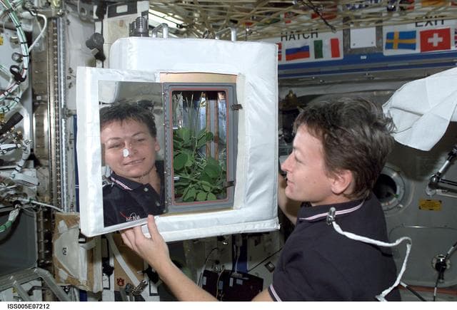 NASA image: Whitson looks at the ADVASC Soybean plant growth experiment in the U.S. Laboratory